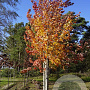 Acer rubrum 'Autumn Flame' 14-16 HO draadkluit