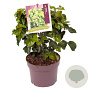 Hedera hib. 'Arbori Compact' 25-30 cm 3,0L