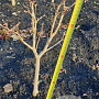 Acer shirasawanum 'Aureum' 30-40 cm met kluit