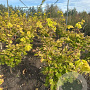 Acer shirasawanum 'Aureum' 40-50 cm met kluit