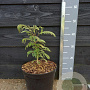 Albizia julibr. Ombrella 30-40 cm 7,5L