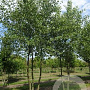 Alnus glutinosa 700-800 cm draadkluit meerstammig