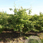 Amelanchier lamarckii 200-250 cm draadkluit struik