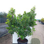Arbutus unedo 300-350 cm cont. 180L meerstammig