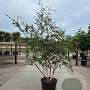 Betula nigra 175-200 cm 40L meerstammig
