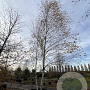 Betula pendula 700-800 cm draadkluit meerstammig