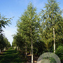Betula pendula 30-35 HO draadkluit 250 cm stam