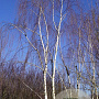 Betula p. 'Tristis' 900-1000 cm draadkluit meerstammig