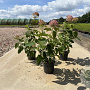 Hydrangea a. Candybelle Bubblegum 40-50 cm 3,0L