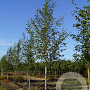 Betula p. 'Zwitsers Glorie' 16-18 HO draadkluit