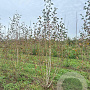 Betula utilis jacquemontii 300-350 cm draadkluit meerstammig