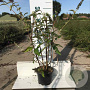 Buddleja d. 'Empire Blue' 40-60 cm 2,0L