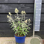 Buddleja Silver Anniversery 30-40 cm 3,0L