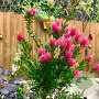 Callistemon vimin. Hot Pink 80-90 cm 35L