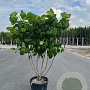Calycanthus chinensis 200-250 cm cont. 70L meerstammig