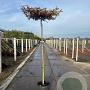 Carpinus betulus 16-18 HO cont. 70L dakvorm 240 VIERKANT