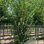 Carpinus bet. 'Fastigiata' 10-12 HO draadkluit geveerd