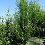 Carpinus bet. 'Fastigiata' 18-20 HO draadkluit geveerd