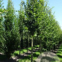 Carpinus bet. 'Frans Fontaine' 20-25 HO draadkluit 250 cm stam
