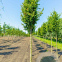 Carpinus bet. 'Lucas' 30-35 HO draadkluit 250 cm stam