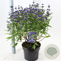 Caryopteris cland. Grand Bleu 25-30 cm 5,0L