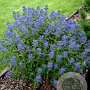 Caryopteris cland. 'Inoveris' GM P9