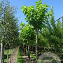Catalpa bignonioides 35-40 HO draadkluit