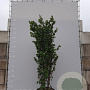 Cercis siliquastrum 300-350 cm draadkluit meerstammig