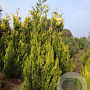 Chamaecyparis l. 'Ivonne' 200-250 cm draadkluit solitair
