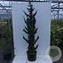 Chamaecyparis l. 'Wissel's Saguaro' 300-350 cm draadkluit solitair