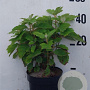 Hydrangea quercifolia 40-45 cm 10L