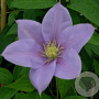 Clematis 'Blue Eyes' 80 cm rozenpot 2L