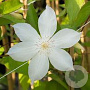 Clematis 'Jackmanii Alba' 80 cm rozenpot 2L