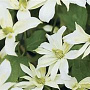 Clematis 'Jenny Keay' 80 cm rozenpot 2L