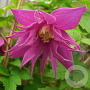 Clematis (A) 'Jutta' 80 cm rozenpot 2L