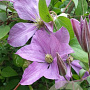 Clematis 'Madame Baron Veillard' 80 cm rozenpot 2L