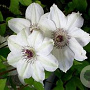 Clematis 'Miss Bateman' 80 cm rozenpot 2L