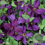 Clematis 'Polish Spirit' 80 cm rozenpot 2L