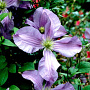 Clematis 'Prince Charles' 80 cm rozenpot 2L