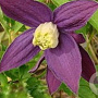 Clematis 'Pruinina' 80 cm rozenpot 2L