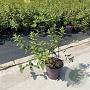 Hypericum 'Hidcote' 20-30 cm P13