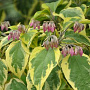 Clerodendrum trich. 'Variegatum' 200-250 cm draadkluit struik
