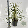 Cordyline aus. 'Torbay Dazzler' 70-80 cm 12L