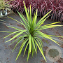 Cordyline indivisa 'Peko' 70-80 cm 12L