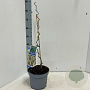 Corylus a. 'Contorta' 60-70 cm 5,0L