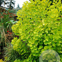 Cotinus cog. 'Ancot' 60-80 cm met kluit