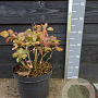 Cotinus cog. 'Old Fashioned' 30-40 cm 7,5L