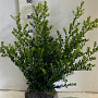 Ilex crenata 'Caroline Upright' 50-60 cm met kluit