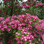 Crataegus laev. 'Paul's Sc. Hamlet' 80-100 cm 40L struik