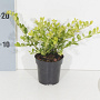 Ilex crenata 'Golden Gem' 15-20 cm P9.5